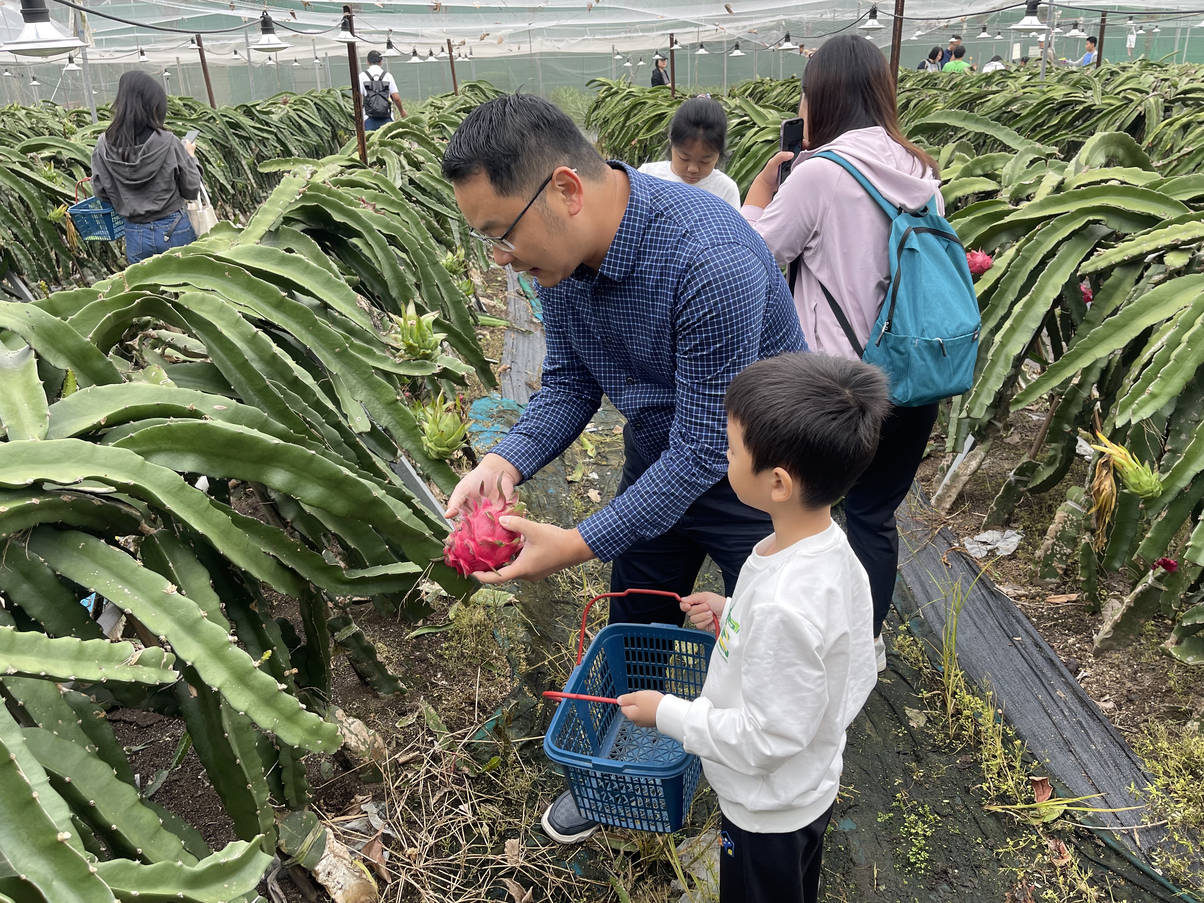 蘑菇科普采摘亲子活动趣味纷呈,一起去采蘑菇吧!